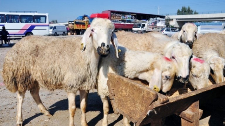 Kurban ve Önemi